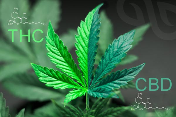 ماده CBD چیست و دوز مصرف اش چقدر است؟ thc vs cbd