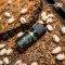 blvk-salt-pistachio-10ml ایجوس سالت پیستاچیو بی-ال-وی-کا یونیکورن